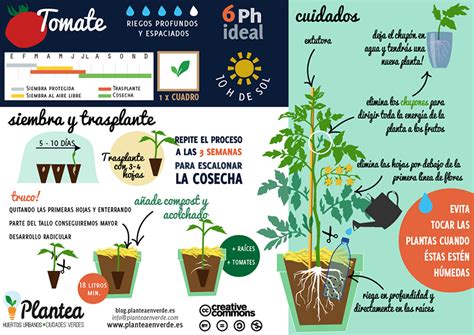 Cultivo de tomate. Cuidados Tomato cultivation. Cares | Cultivar ...