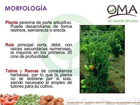 Cultivo de tomate presentacion  5
