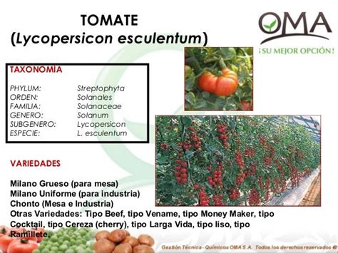 Cultivo de tomate presentacion  5