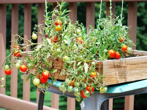 Cultivo del tomate, cuatro trucos para un éxito asegurado ...