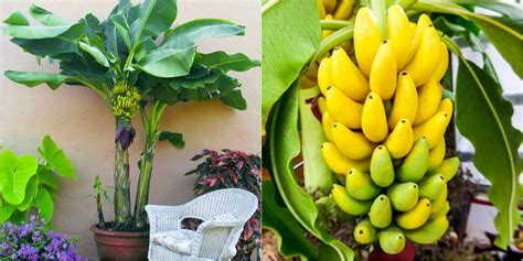 Cultivo en maceta del plátano o banano | Cultivo de plantas, Huerto ...