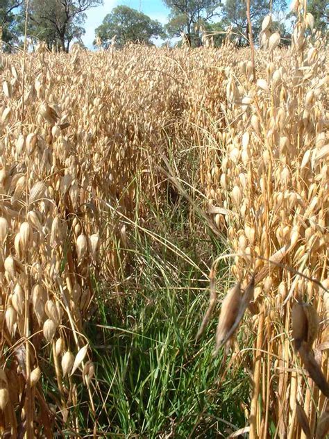 Cultivo en Pasto: Una solución de Agricultura Regenerativa   Asociación ...