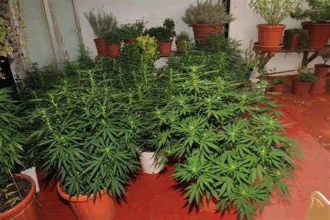 Cultivo marihuana  tipos .   Como cultivar marihuana y ...