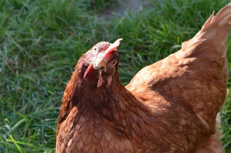 Cultura Científica para los más tontos de la casa.: ¿Las gallinas gozan ...
