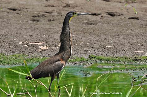 Cultura Guaraní: Aves acuáticas fotos