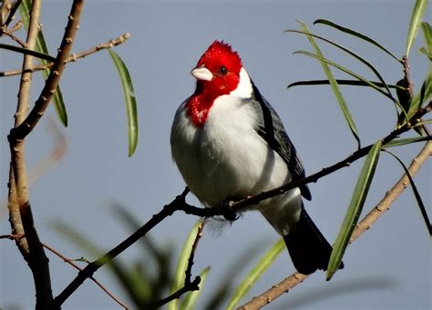 Cultura Guaraní: Pájaro: Cardenal Paroaria coronata