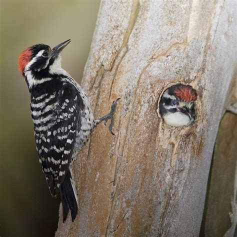 Cultura Guaraní: Pájaro carpintero