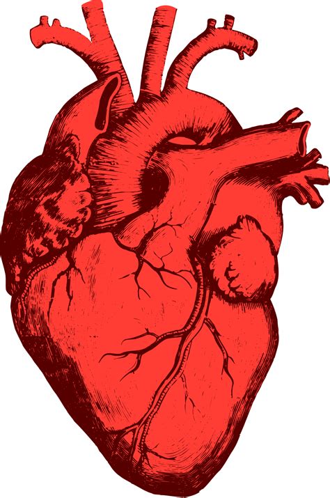 cuore   Wikizionario