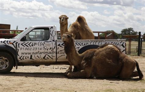 Cupón descuento Safari Madrid: 2x1 entradas en el parque Safari Madrid