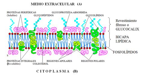 CURIOSIDADES CIENTÍFICAS : La membrana celular ...