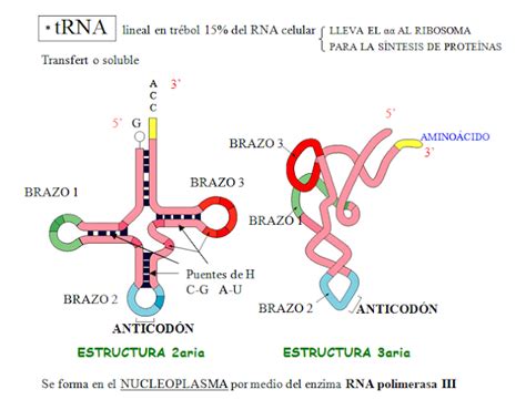 CURIOSIDADES CIENTÍFICAS : RNA  Ácido ribonucleico
