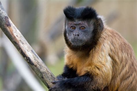Curiosidades del mono capuchino de cabeza dura   Mis Animales