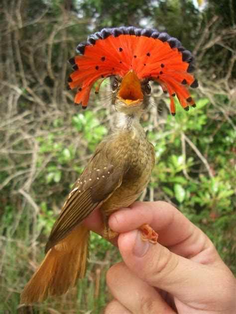 Curiosidades del Mundo: Aves exóticas del Amazonas y del ...