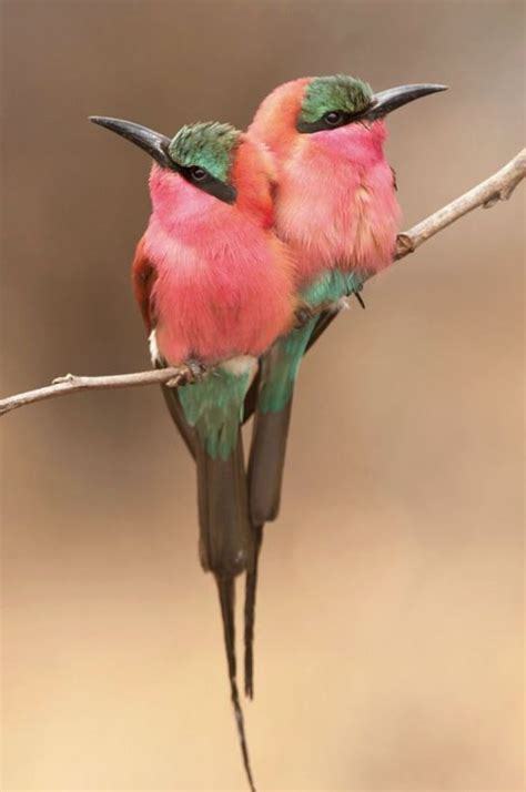 Curiosidades del Mundo: Aves hermosas e increíbles del Mundo.