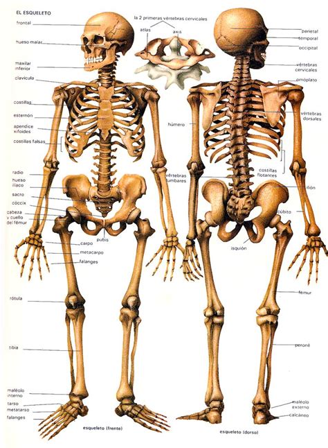 Curiosidades: Diferencia en la cantidad huesos entre un ...