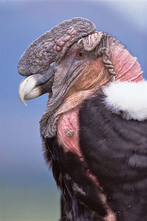 Curiosidades: Las aves voladoras más grandes del planeta 1