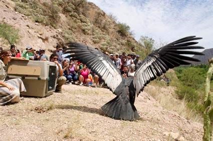 Curiosidades: Las aves voladoras más grandes del planeta 1