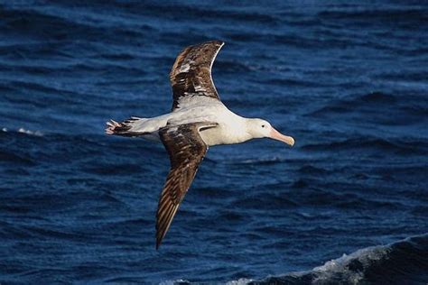 Curiosidades: Las aves voladoras más grandes del planeta 2