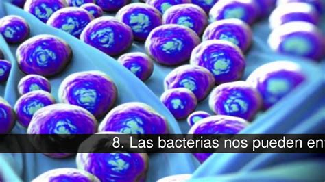 Curiosidades sobre las bacterias   YouTube