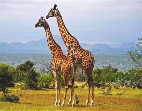 Curiosidades sobre las jirafas, hábitat y reproducción