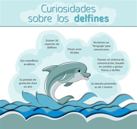 curiosidades sobre los delfines   Cerca amb Google ...
