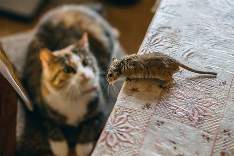 Curiosidades sobre los ratones   Son muy territoriales