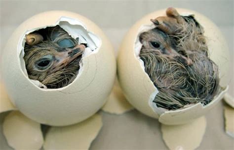 Curiosidades y fotos de animales: Huevos de ave