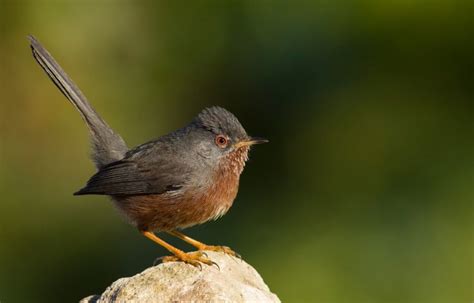Curruca rabilarga: Todo lo que debes saber de estas aves