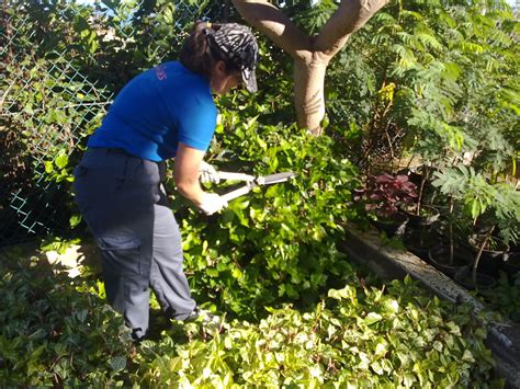 CURSO AUXILIAR JARDINERIA: Viveros