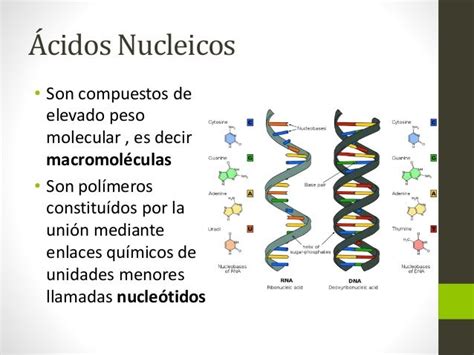 Curso Bioquímica 10 Ácidos nucleicos