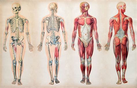 Curso de Anatomia y Fisiologia Humana | Cursos Online Marketcursos