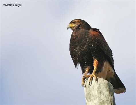 Curso de Aves Rapaces en la Ciudad