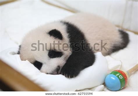 Cute Animal Little Baby Giant Panda Stock Photo  Edit Now ...