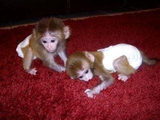 Cute babies pygmy marmoset Capuchin monkeys for sale