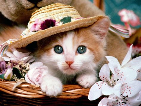 Cute Baby Cats Wallpapers   Wallpaper Cave