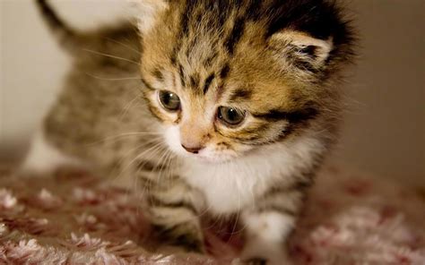 Cute baby kittens wallpapers