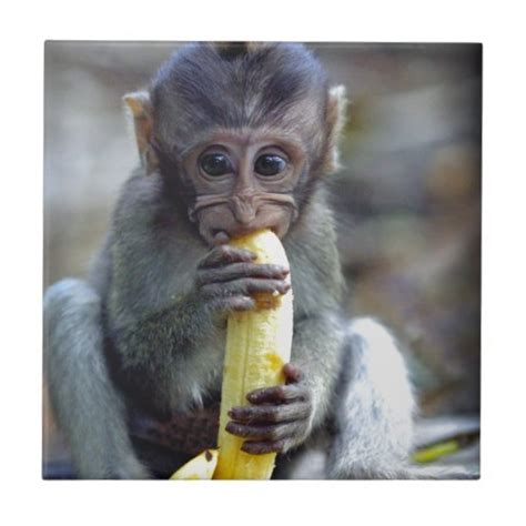 Cute baby macaque monkey eating banana small square tile ...