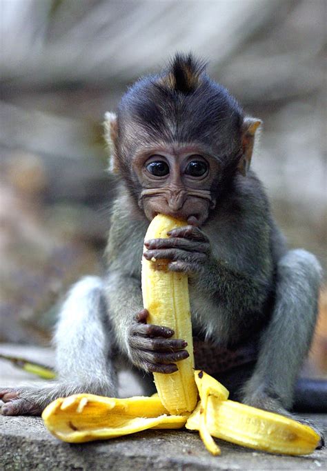 Cute Baby Macaque Monkey Eats Banana Photograph