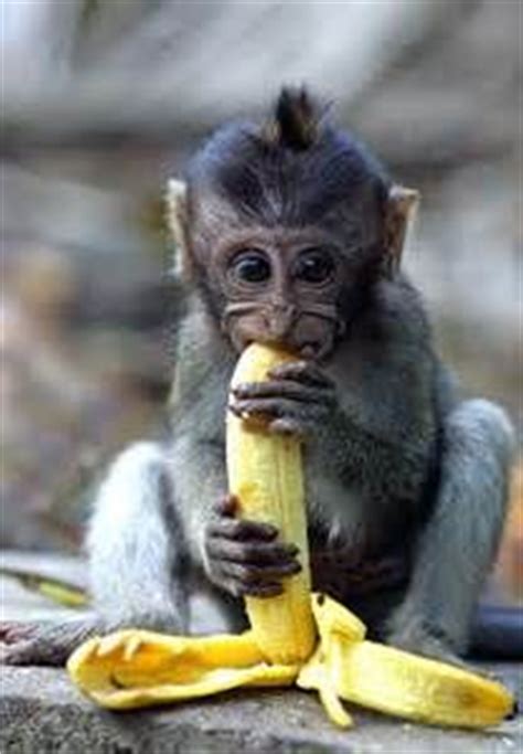 Cute Baby Monkey Eating Banana Cute baby macaque monkey ...