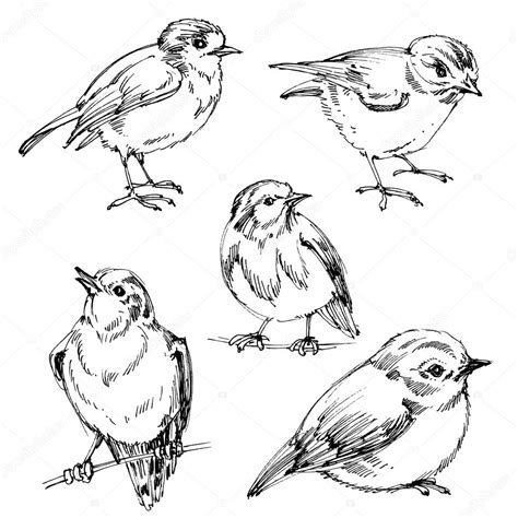 Cute bird outline | Birds set. Hand drawn cute birds ...