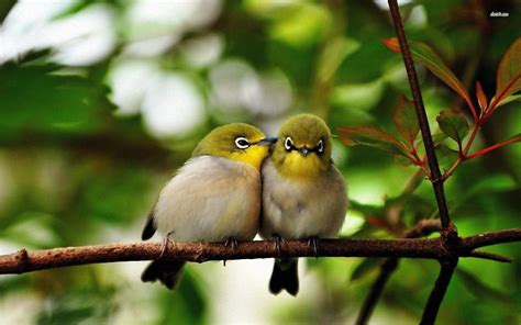Cute Bird Wallpapers   Top Free Cute Bird Backgrounds   WallpaperAccess