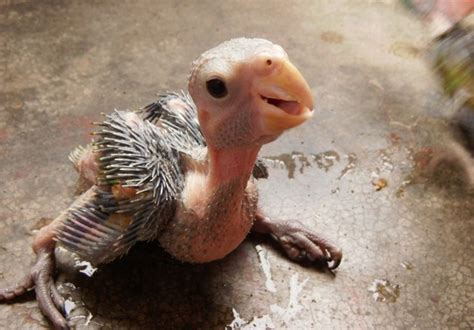 Cute Exotic Animals | 12 Baby Animals So Ugly They Are ...
