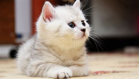 Cute Fluffy Kittens Compilation   Videos   Viralcats at ...