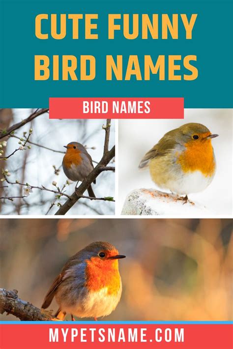 Cute Funny Bird Names | Cute pet names, Funny birds, Cute ...
