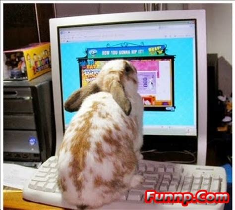 Cute Funny Bunny Pictures   Captions, Rabbit