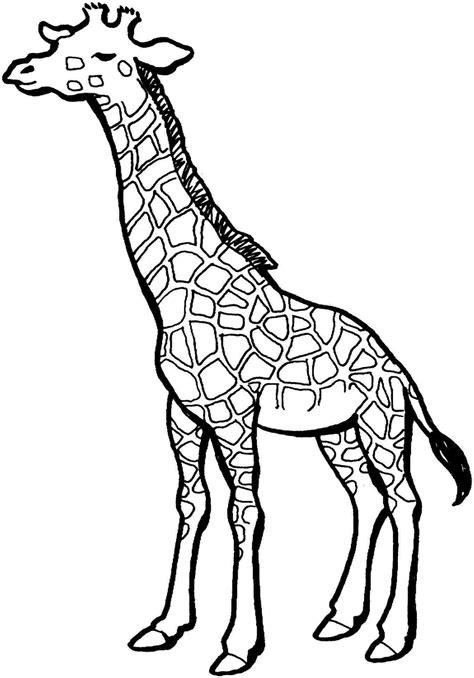 Cute Giraffe Drawing | Free download on ClipArtMag