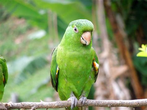 Cute green parrot public domain free photos for download ...