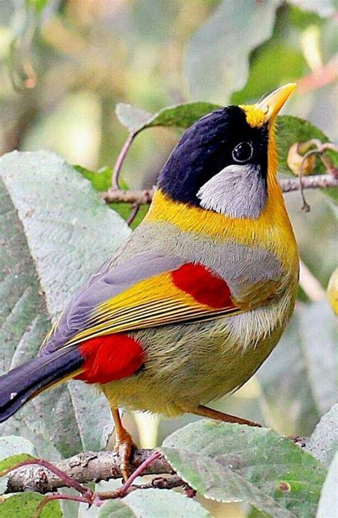 Cute ... | Imágenes de pájaro, Pajaros, Aves exóticas