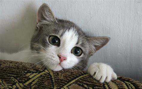 Cute Kitten Wallpaper  64+ images