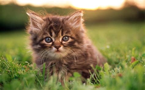 Cute Kittens | HD Wallpapers  High Definition  | Free ...